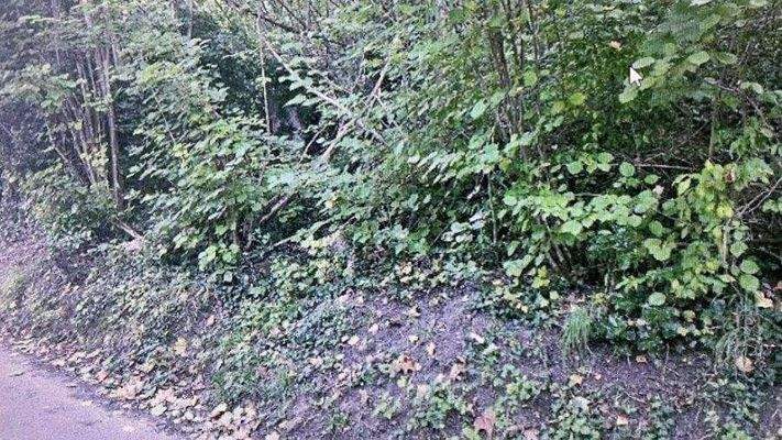 Tüllinger Fotos 2025-09 (7).JPG