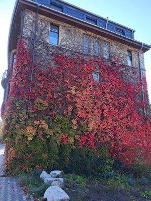 Seitenansicht Wein II