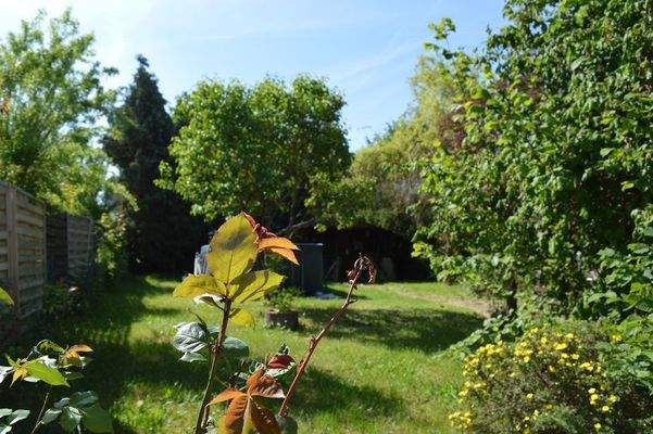 Wiese mit Baumbestand.jpg