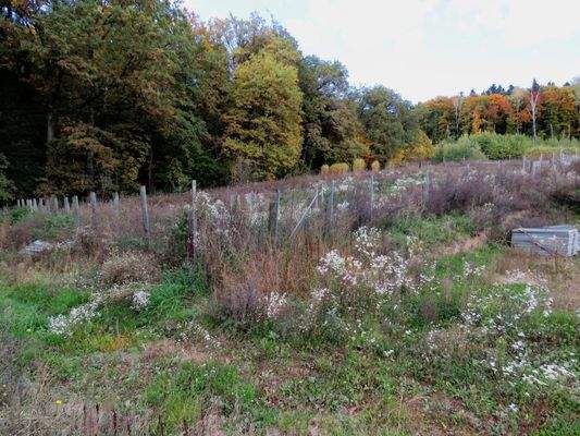 eingezäunte Weideflächen am Waldrand 