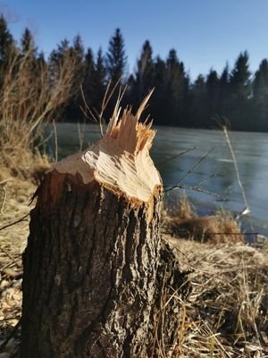 Biberspuren am Drauufer