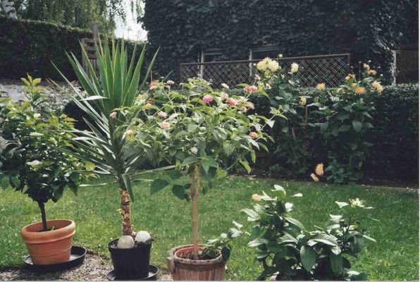 Garten
