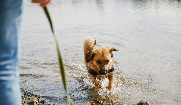 nur wenige Meter zum See