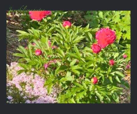 farbenfrohe Sommerblüher