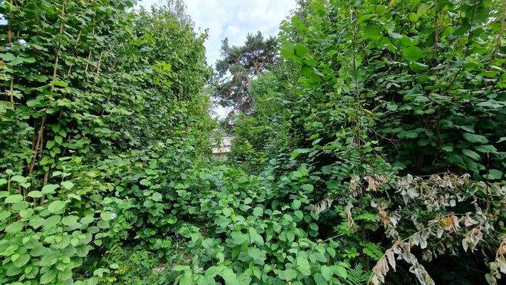 hintere Grünfläche