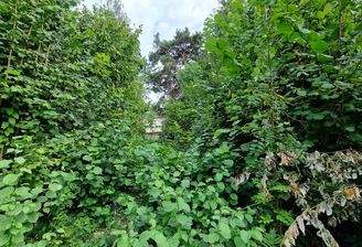 hintere Grünfläche