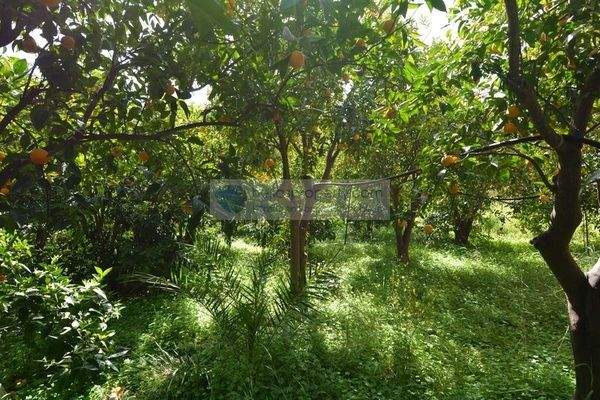 img_7867b6b3-381f-482a-9586-188f9e46d24a