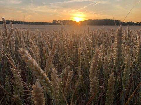 Neuss Bauernhöfe, Landwirtschaft, Neuss Forstwirtschaft