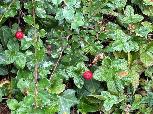 Erdbeeren im Garten