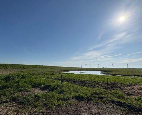 Ausgleichsfläche am Deich