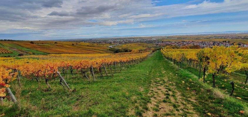 Grünstadt Sausenheim 