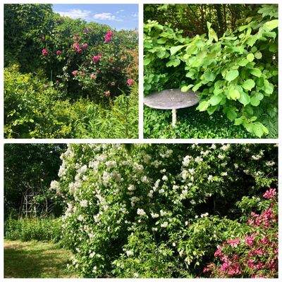 Garten Collage 1