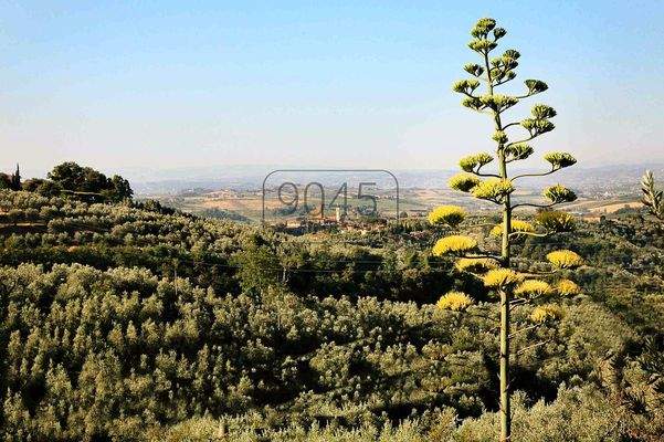 Charaktervolle Villa mit Gästehaus inmitten der toskanischen Natur
