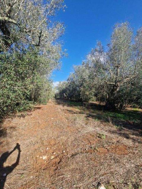 Spongano Grundstücke, Spongano Grundstück kaufen