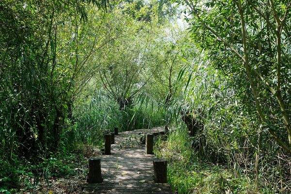 Holzsteg Naturgarten