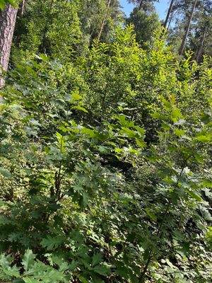 Roteiche und Edelkastanie