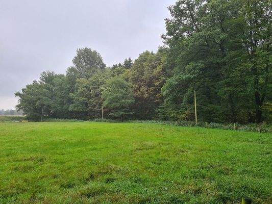Blick vom Feld aus auf das Waldgrundstück