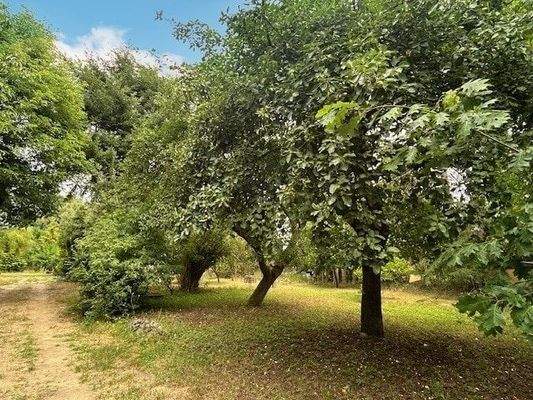 Garten mit Obstbäumen
