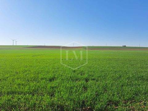 Zülpich Bauernhöfe, Landwirtschaft, Zülpich Forstwirtschaft