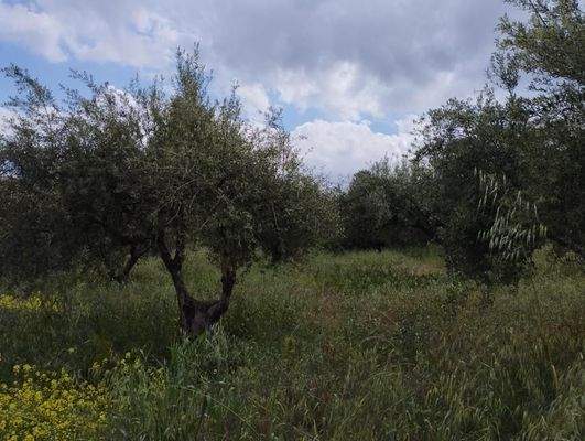 Kreta, Kalyves: Erstaunliches Grundstück im Zentrum von Kalyves zum Verkauf