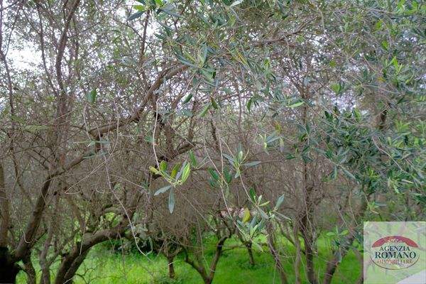 Rif 1462(Copy28).jpg