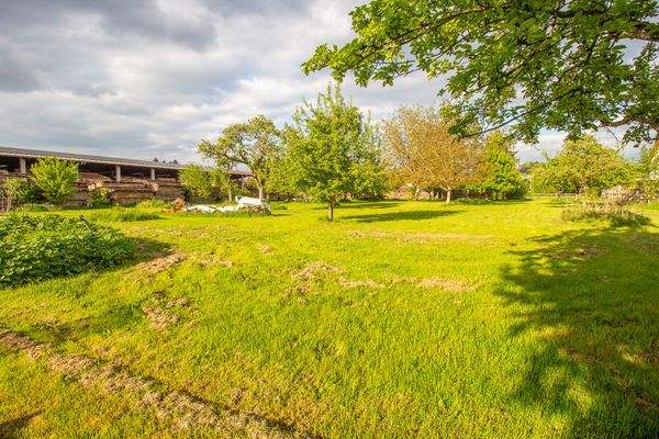 250511_Grundstück Königseggwald-13