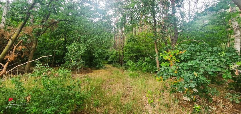 Wald