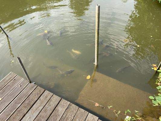 Fische im Teich.jpg