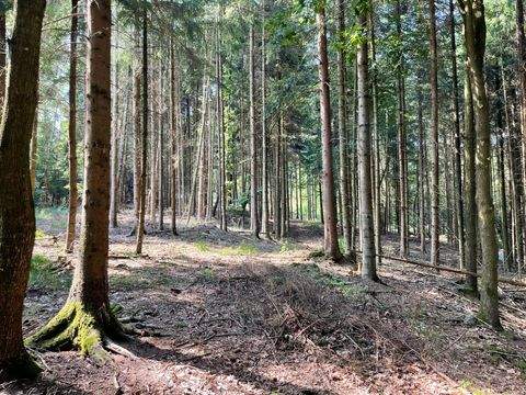 Rotthalmünster Bauernhöfe, Landwirtschaft, Rotthalmünster Forstwirtschaft