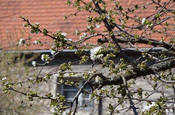 Gebäudebestand + XL Freifläche