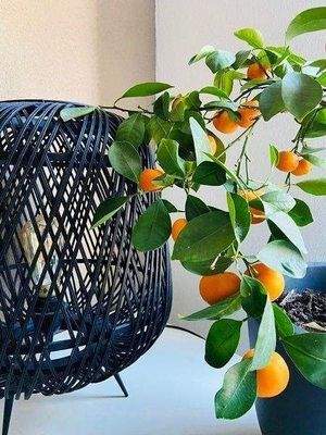 .. etwas Besonderes !