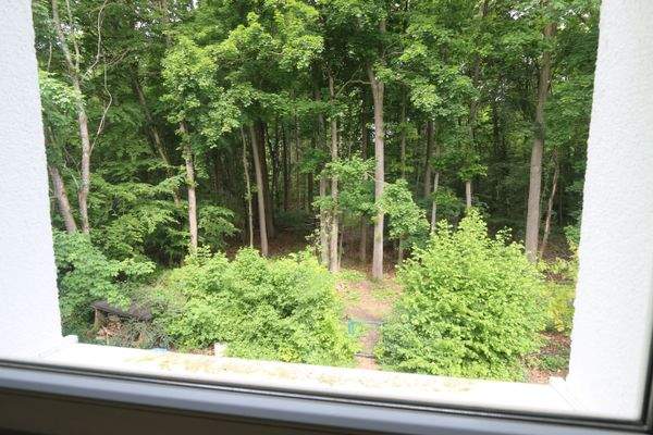 Blick in den Wald.JPG