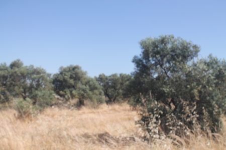 Hinojos Bauernhöfe, Landwirtschaft, Hinojos Forstwirtschaft