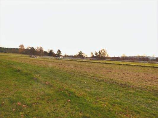 Blick in die Natur direkt hinter dem Haus