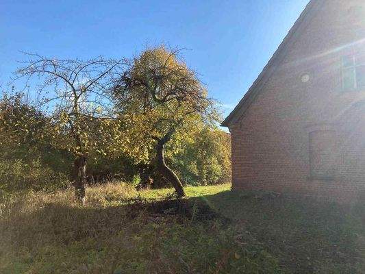 alte Apfelbäume.jpg