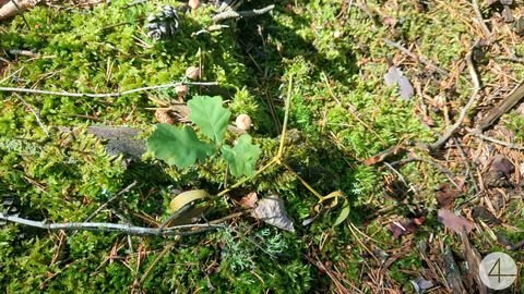 Rappottenstein Bauernhöfe, Landwirtschaft, Rappottenstein Forstwirtschaft