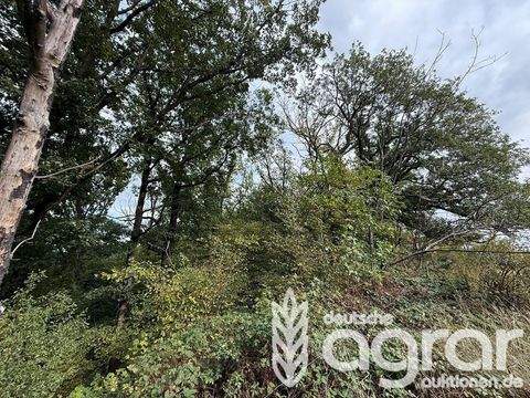 Klipphausen /  Gauernitz Bauernhöfe, Landwirtschaft, Klipphausen /  Gauernitz Forstwirtschaft