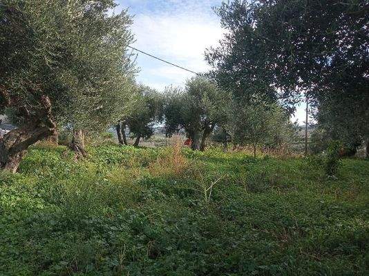 Kreta, Xirokampi: Grundstück mit Meer- und Bergblick in ruhiger Lage zu verkaufen