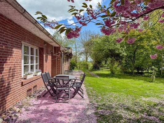 Kirschblüte am Haus