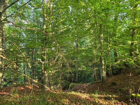 1351 - Flurstück 1425 - lfd. Nr. 6-Bild 1