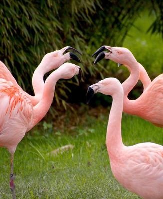 flamingos-1335042 1280-Gäste sind da