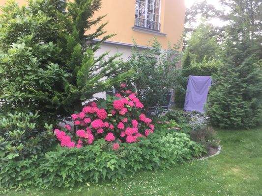 Rhododendron in der Blüte