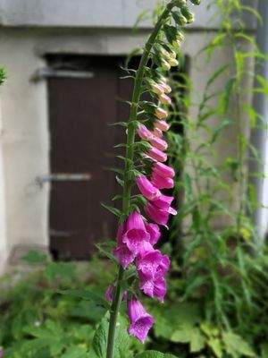 Geiersberg  – 98528 Suhl-Goldlauter