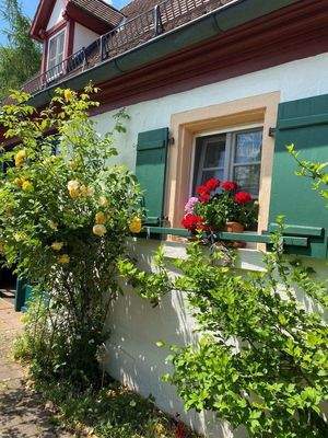 Rose Bauernhaus Geranien