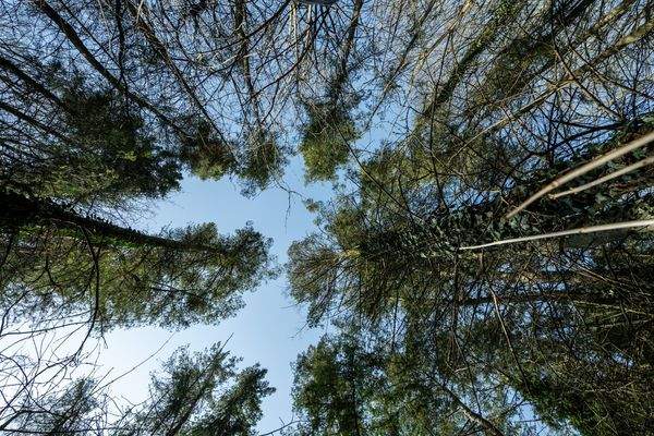 Wald auf eigenem Grundstück