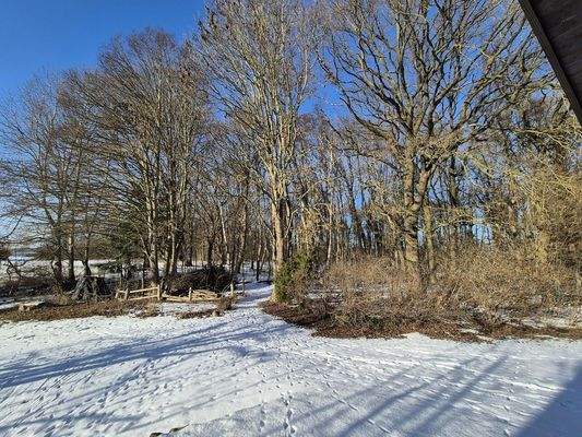 Blick vom Haus zum Waldeingang