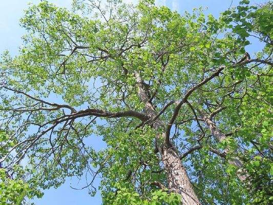 Cape Breton - Cleveland - Wunderschönes Fluss-Ufer