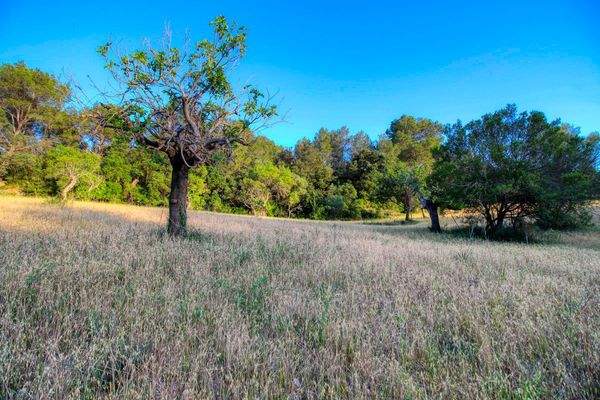 spektakuläres-baugrundstück-mit-zwei-brunnen-mit-der-möglichkeit-ein-haus-schwimmbad-und-weinberg-im-herzen-der-serra-de-tramuntana-mit-steineichen-kiefern-eigenbäumen-ullastres-in-der-gemeinde-selva-in-der-nähe-von-campanet-moscari-binibona