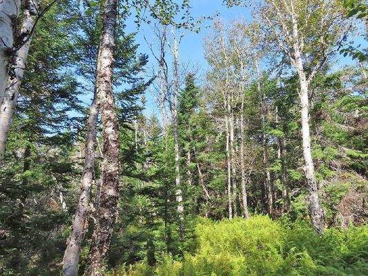 Cape Breton - Top-Investment-Gelegenheit:  Neu-Ers