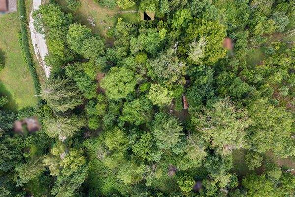 Erhabenes Blätterdach